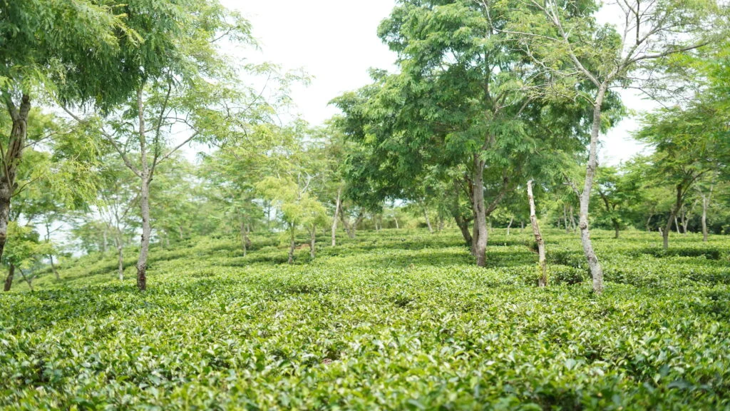 NILIP